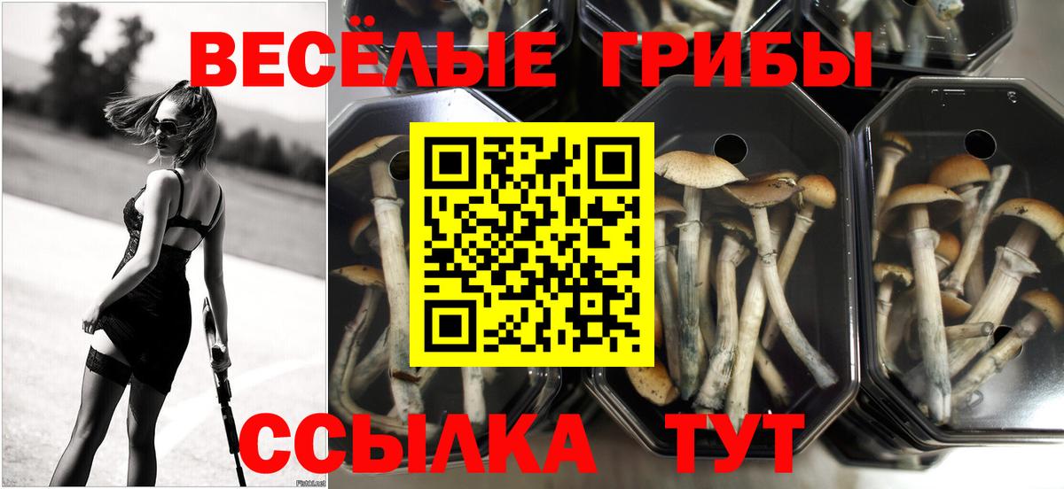Псилоцибиновые грибы Psilocybine cubensis Волоколамск